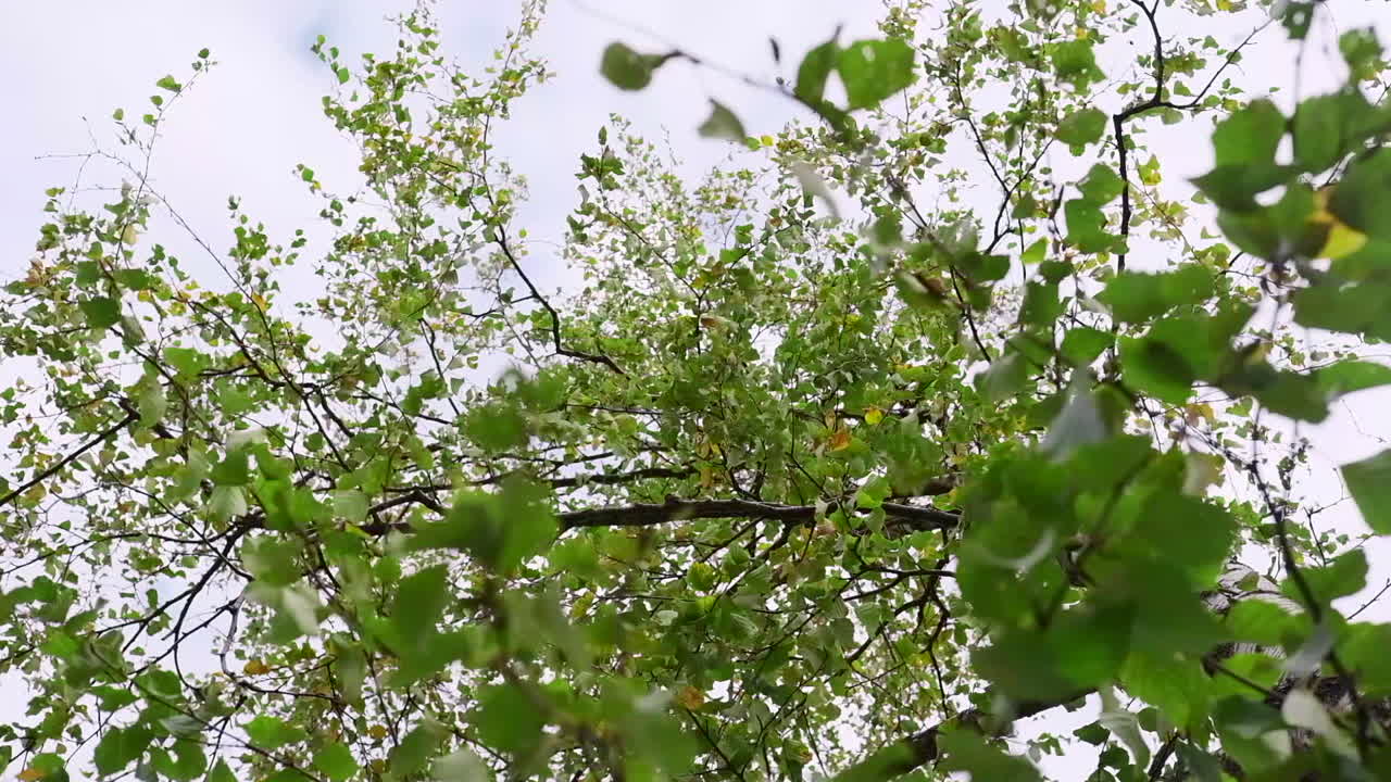 Tree Branches and Leaves against a Cloudy Sky