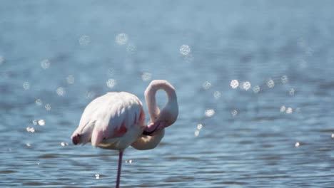 carmargue flamingos 23