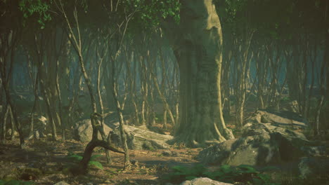 serene forest landscape with ancient trees and lush vegetation during day