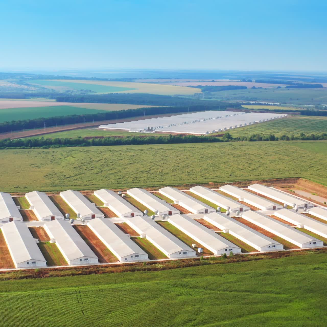 Growing fresh vegetables and fruits in big greenhouses. Greenhouse building