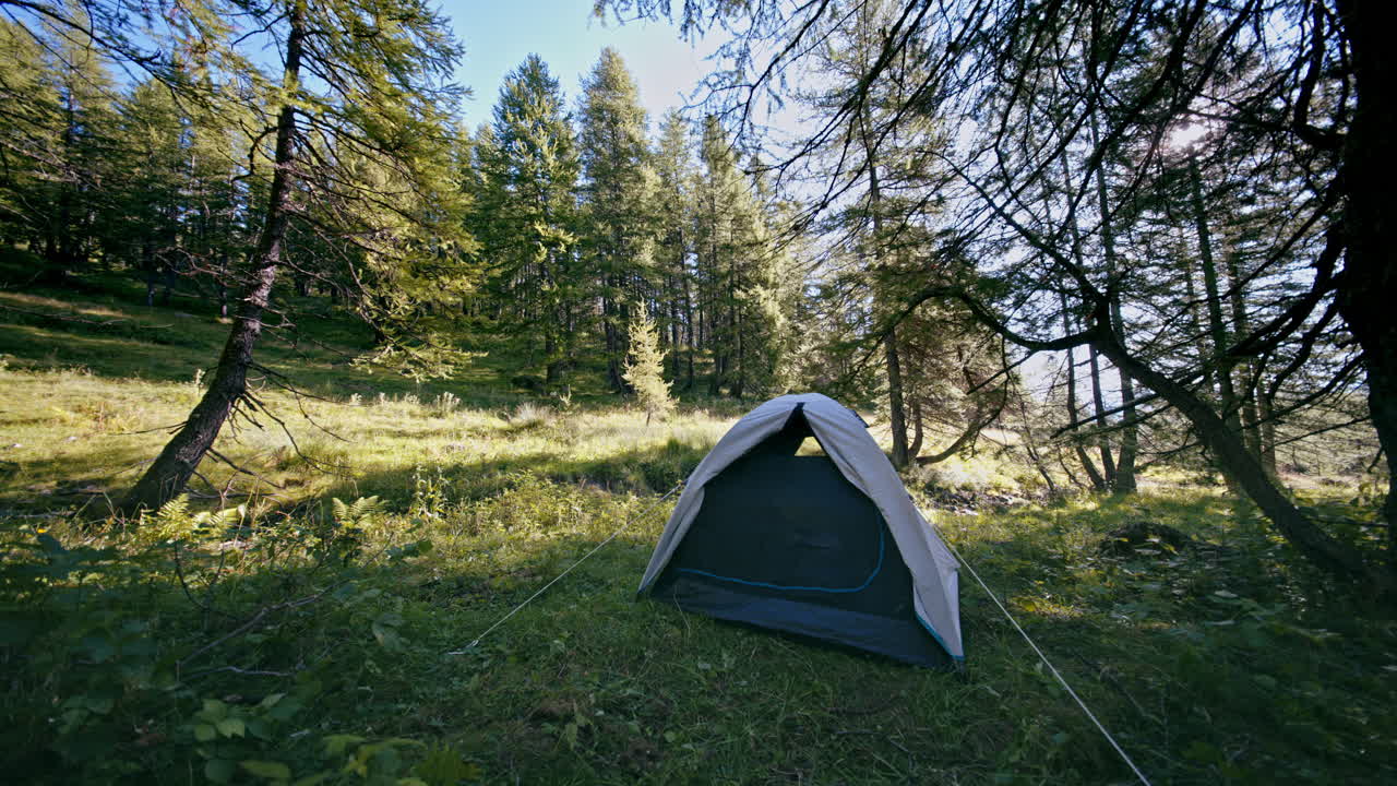 A lone tent in a pine forest on a sunny day, peaceful and calm setting