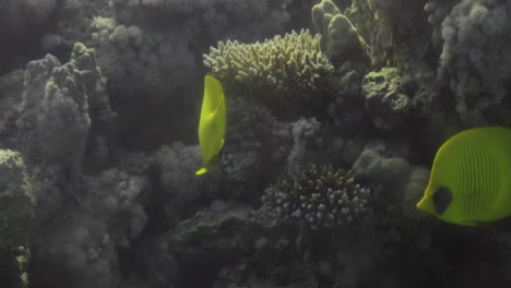 Bluecheek-Falterfisch-Oder-Gelber-Falterfisch-Im-Korallenriff-Des-Roten-Meeres-In-Ägypten