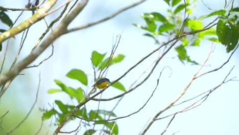 an-Orange-bellied-flowerpecker-perched-on-small-branch-against-blue-sky-background