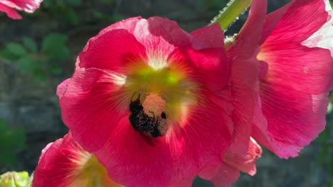 Abejorro-Alimentándose-De-Una-Flor-Y-Recogiendo-Polen