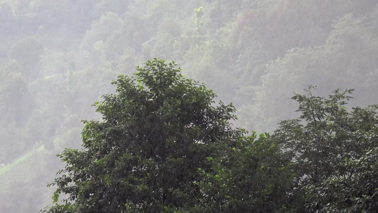 Hujan Lebat Mengguyur Pohon Hijau Rimbun di Hutan