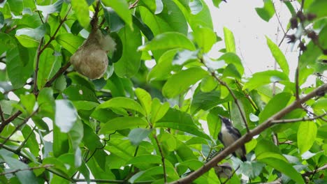 Das-Männchen-Schlägt-Schnell-Mit-Den-Flügeln-Und-Dann-Fliegt-Das-Weibchen-Von-Hinten-Herbei,-Um-Seinen-Nestling,-Den-Scharlachspecht-Dicaeum-Cruentatum,-Thailand,-Zu-Füttern