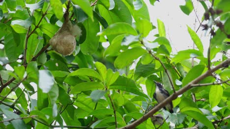 el macho agita sus alas rápidamente y luego la hembra desde atrás vuela para alimentar a su nido, el pájaro floral de espalda escarlata dicaeum cruentatum, tailandia