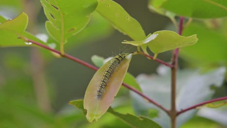 Auf-Einem-Blatt-Gesehen,-Das-Sich-Mit-Etwas-Wind-Bewegt,-Gelb-Gestreifte-Raupe,-Thailand