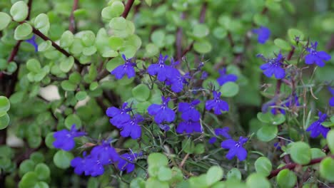 slow pan of spekboom succulent plant and purple flowers