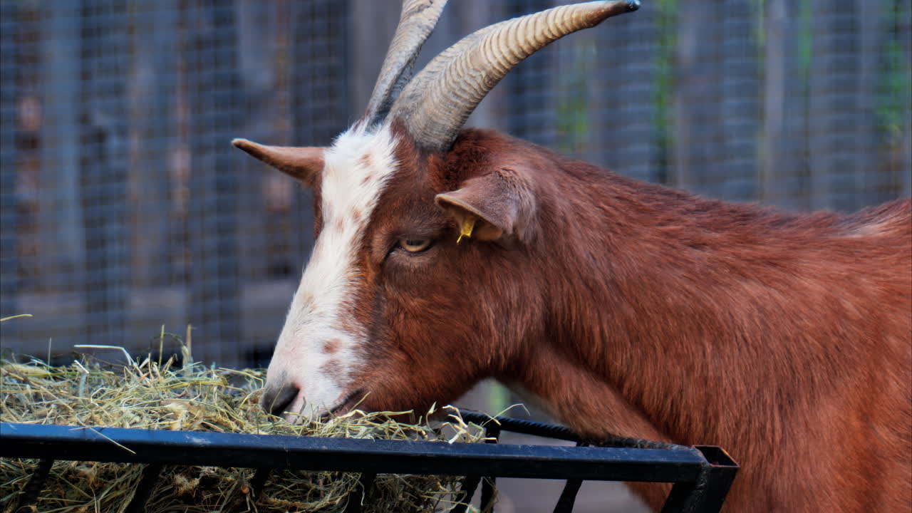 Primo piano di una capra marrone e bianca che mangia fieno