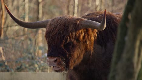 Highland-cow-bull-with-huge-horns-ruminating-in-forest,-exhaling-vapor