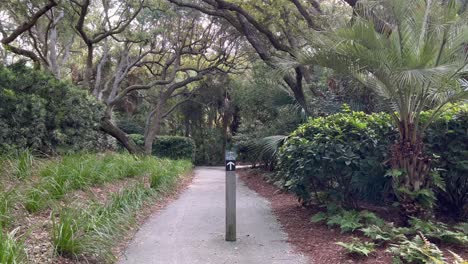 Beach-access-with-live-oak-trees-at-Kiawah-Island-Sc