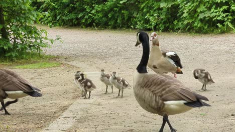 egyptian goose mother stands away and looks after her little chicks