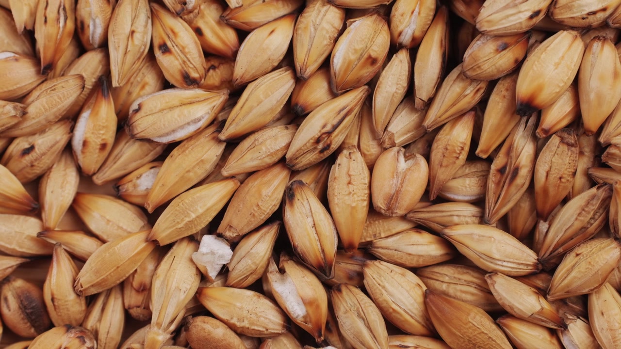 Close-up View of Golden Barley Grains