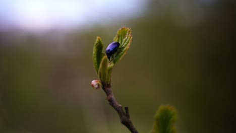 small-black-beetle-on-a-single-leaf-at-the-top-of-a-branch-in-close-up-with-greenery-in-the-background