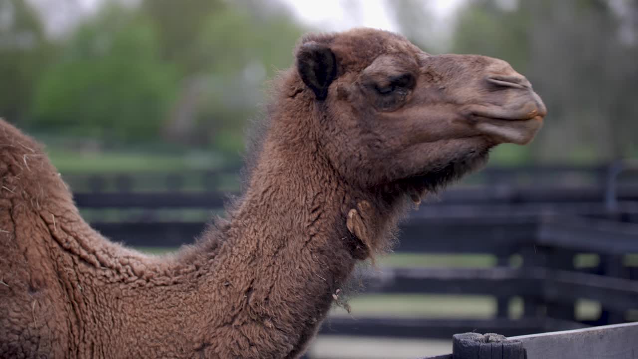 Camel Eating Grass Behind a Black Wood Fence and Green Grass Background
