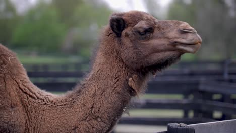 camel eating grass behind a black wood fence and green grass background