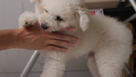 perro cachorro juguetón disfrutando de los juegos del dueño, compañerismo familiar, cámara lenta