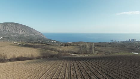 coastal vineyard landscape