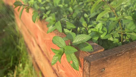 Riego-De-Menta-De-Pimienta-Orgánica-Natural-Verde-De-Cerca-En-Cámara-Lenta-Gotas-De-Agua-Cayendo-Sobre-Hojas-Verdes