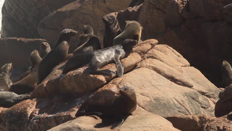 colônia de focas na costa sul do cabo