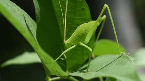 Grüne-Heuschrecke-Im-Srilankischen-Garten-In-Einem-Dorf