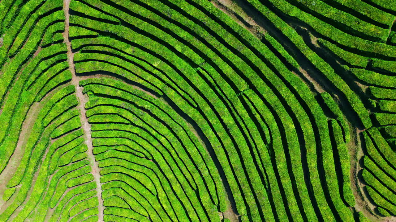 Vista aerea di filari di piantagioni di tè verde. Incredibile ripresa drone con motivo geometrico.