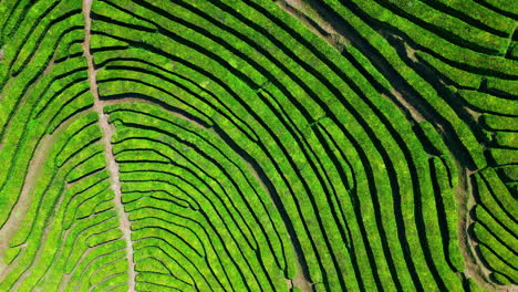 las filas de la plantación de té verde vista aérea. impresionante patrón geométrico disparado por un dron.