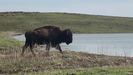 Bison-walking-to-pond-for-a-drink