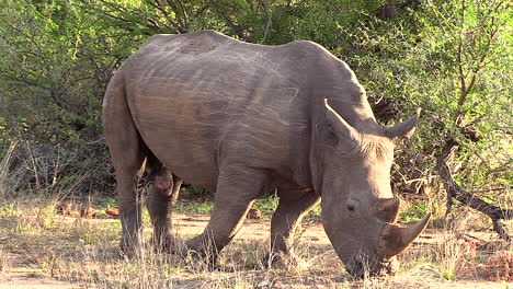 lone white rhino bull walks slowly and grazes in south african bushland