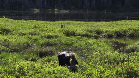 Alce-Salvaje-Alimentándose-De-Vegetación-En-La-Llanura-Aluvial-Del-Río