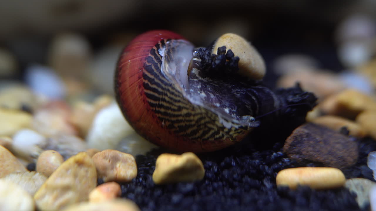 un pez tigre mordisquea a un caracol batik nerite al revés