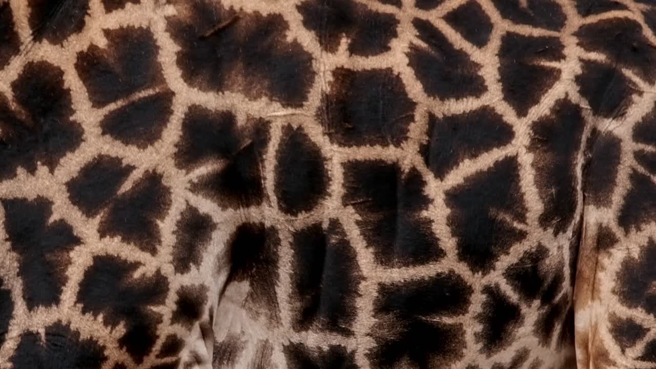 남쪽 지라프의 수에 인상적인 어두운 표시