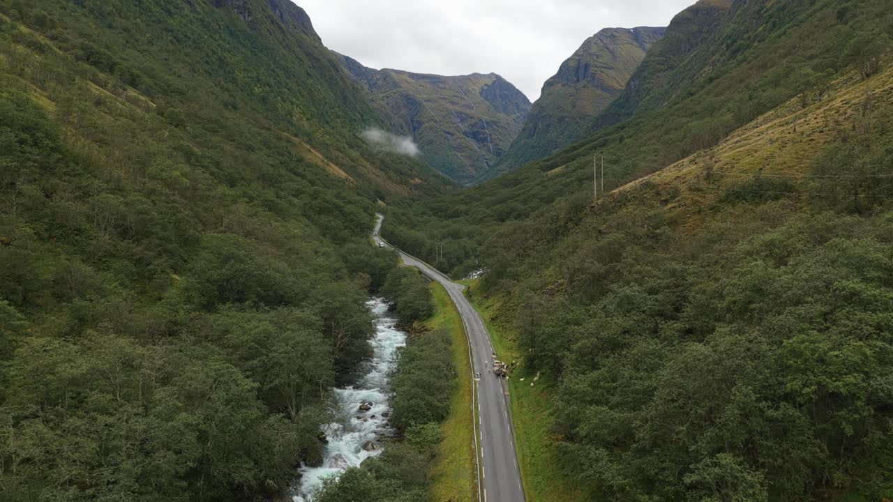 Ripresa aerea di un gregge di capre che ferma le auto in una valle di montagna norvegese