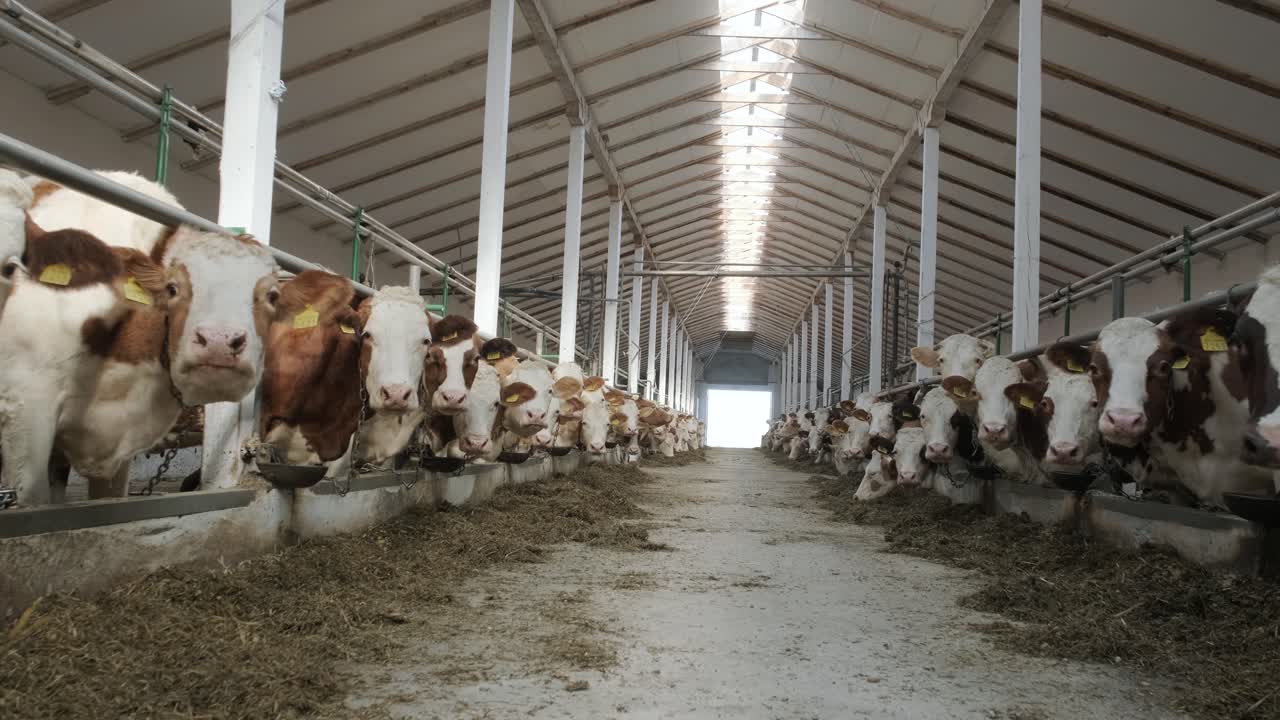современный коровник на ферме с дойными коровами, поедающими сено