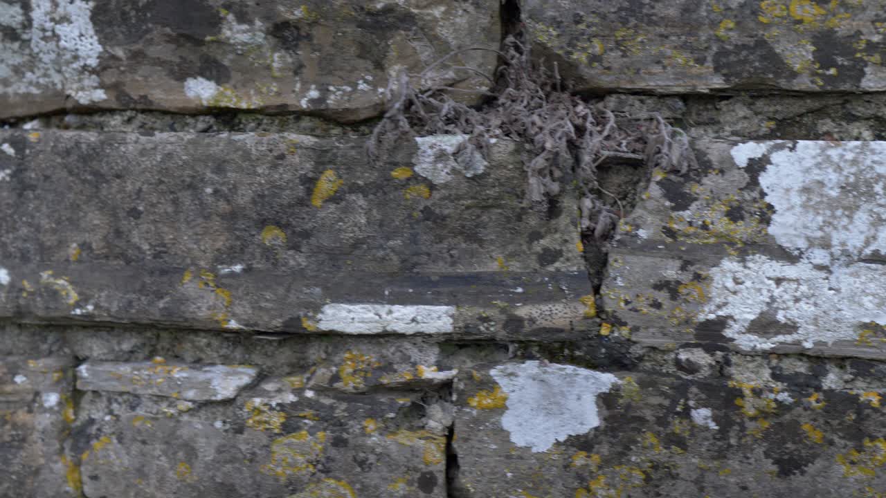 Bag Bective Abbeys befæstede mure ved floden Boyne i Irland