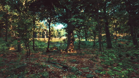 a forest filled with lots of trees and grass