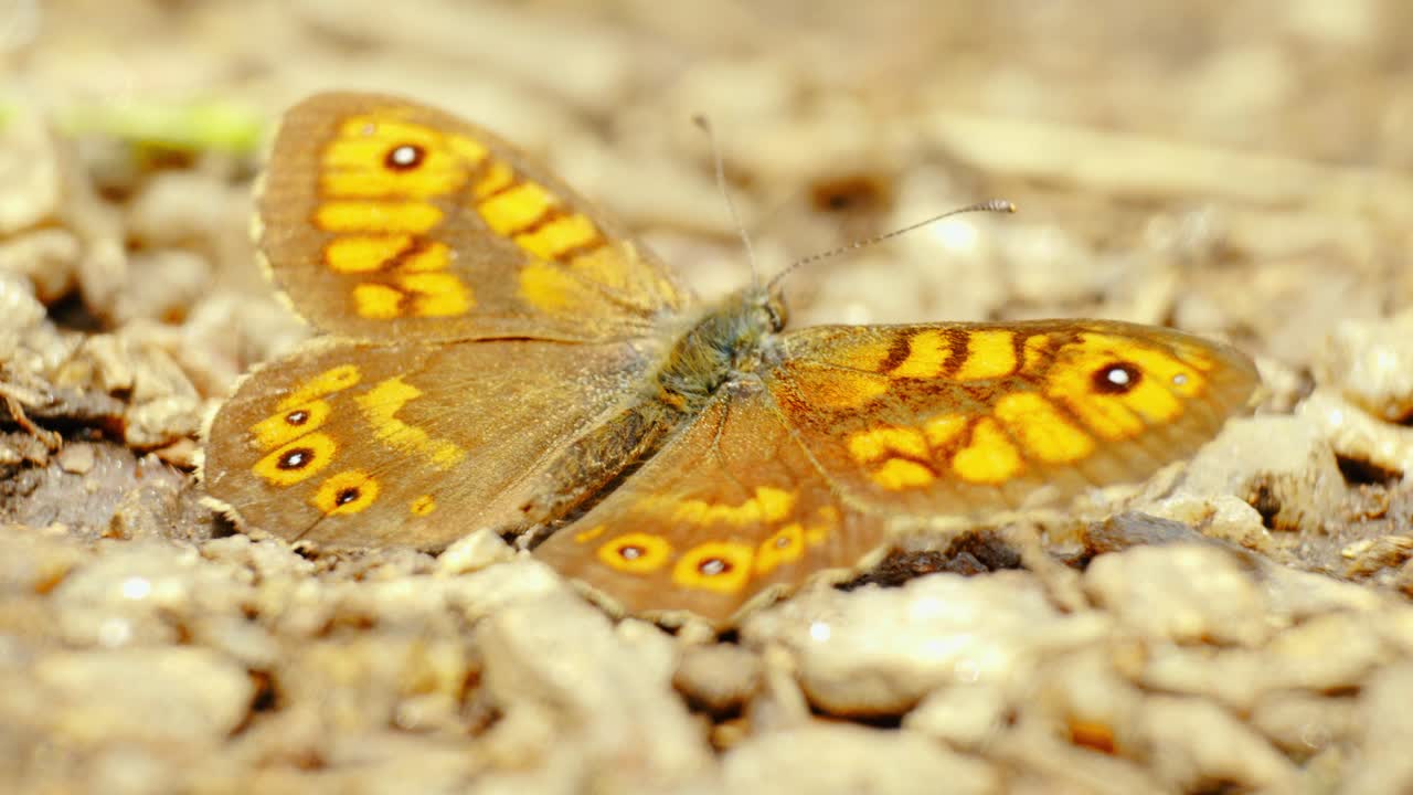 Una farfalla si posa elegantemente su un fiore, assorbendo i dolci raggi del sole in un tranquillo ambiente naturale