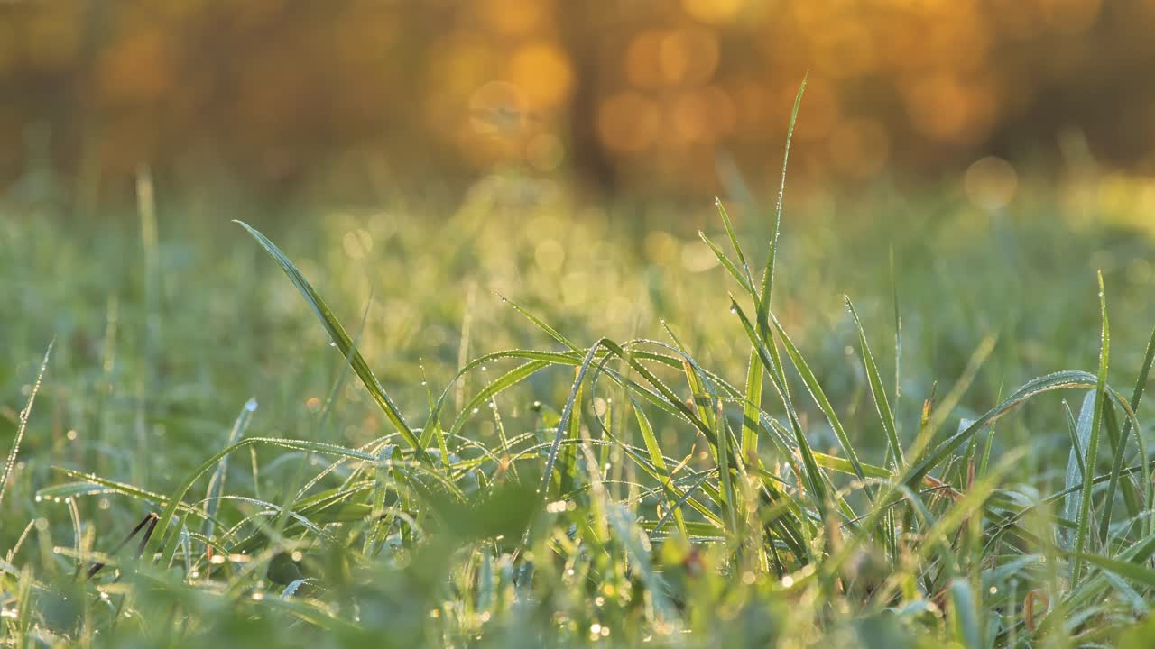 Close-up of wet grass gently swaying in the soft breeze during sunrise - 4K.