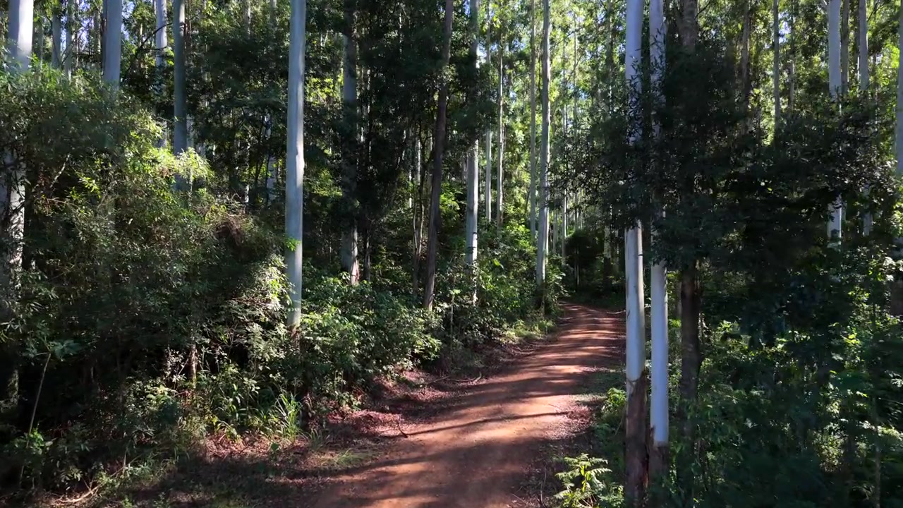 Rừng bạch đàn (Eucalyptus spp., Myrtaceae) giáp một con đường lâm nghiệp chưa trải nhựa ở Misiones, Argentina, thể hiện kỹ thuật lâm sinh được quản lý với thảm thực vật bản địa dưới tán, cảnh quay drone bay thẳng về phía trước
