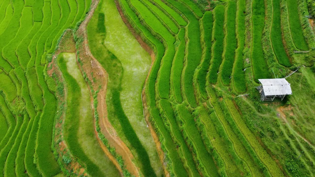 verdes campos de arroz en terrazas de una granja vietnamita