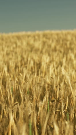 golden wheat field