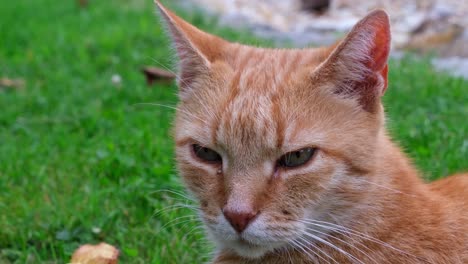 orange - red haired cat lying in the grass on a summer day