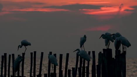 The-Great-Egret,-also-known-as-the-Common-Egret-or-the-Large-Egret