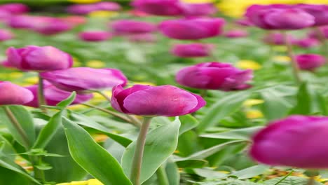 a field of purple tulips in bloom