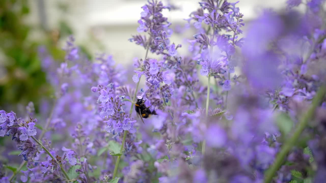 Bellissima ape che succhia nettare da fiori viola vivaci in una calda giornata di sole, ripresa a mano libera in movimento