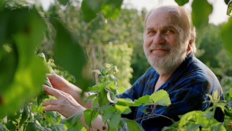 An-elderly-man-smiles-at-the-camera-in-the-garden-taking-the-raspberry