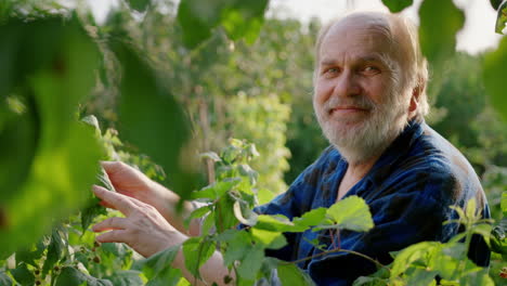 an elderly man smiles at the camera in the garden taking the raspberry