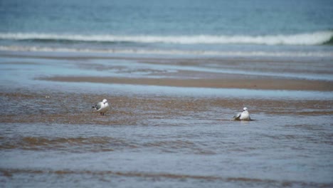 watch as two graceful seagulls gracefully wade in a tranquil stream along the pristine beach