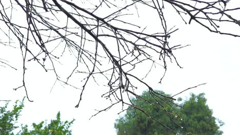 Low-angle-shot-of-leafless-tree-branches-with-leafless-tree-branches-with-heavy-rain-falling-on-a-rainy-day